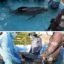 Centro de Rescate de Fauna Marina atiende varamiento de Delfín Calderón en Taganga