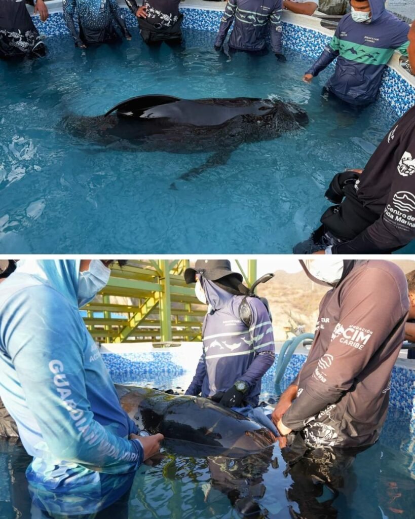 Centro de Rescate de Fauna Marina atiende varamiento de Delfín Calderón en Taganga