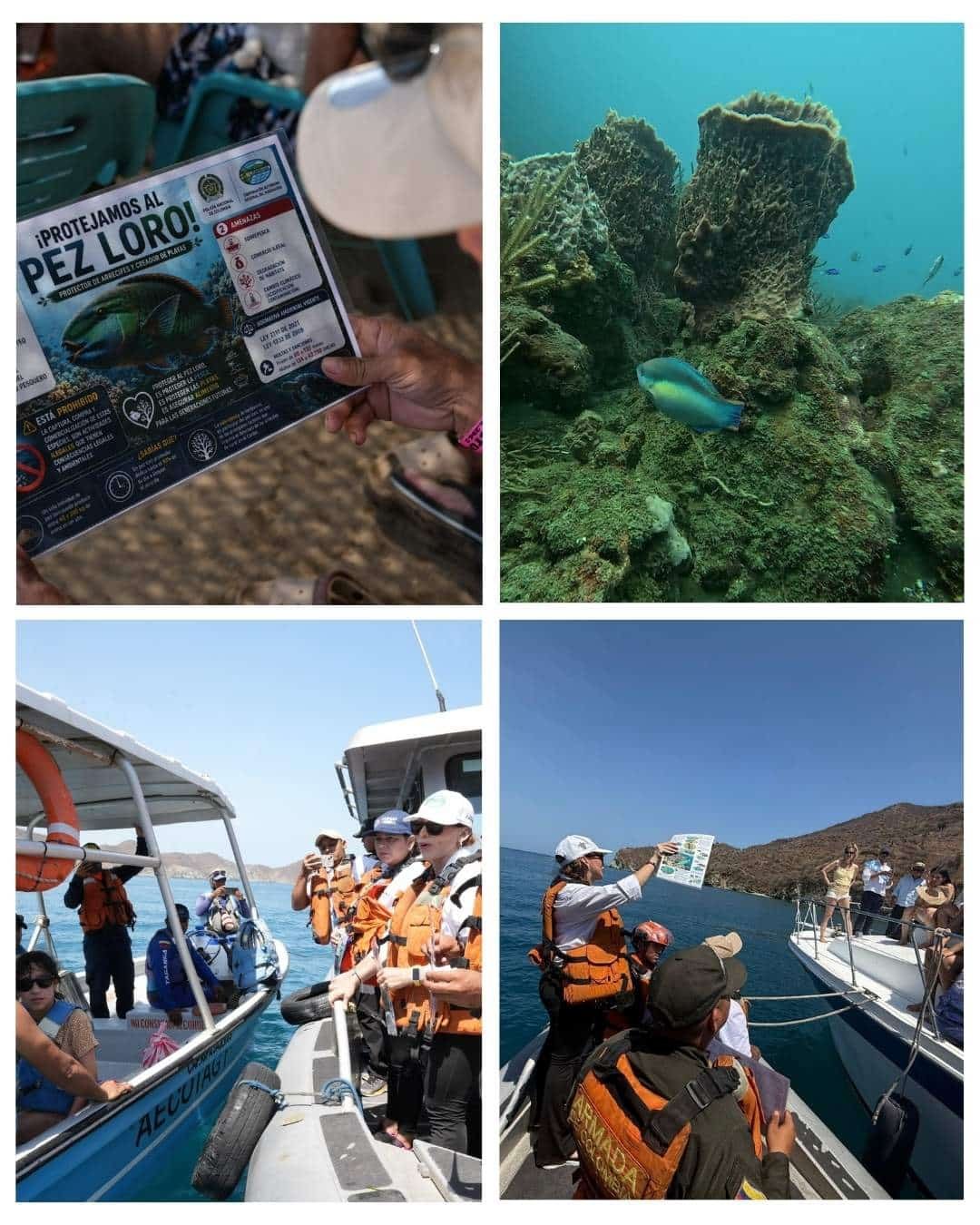 Corpamag lidera jornada interinstitucional de control y sensibilización para prevenir el tráfico ilegal de Pez Loro en Santa Marta