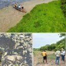 Corpamag atiende mortandad de peces en la Ciénaga la Tesca, en el municipio de Guamal