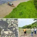 Corpamag atiende mortandad de peces en la Ciénaga la Tesca, en el municipio de Guamal