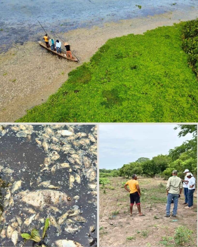 Corpamag atiende mortandad de peces en la Ciénaga la Tesca, en el municipio de Guamal