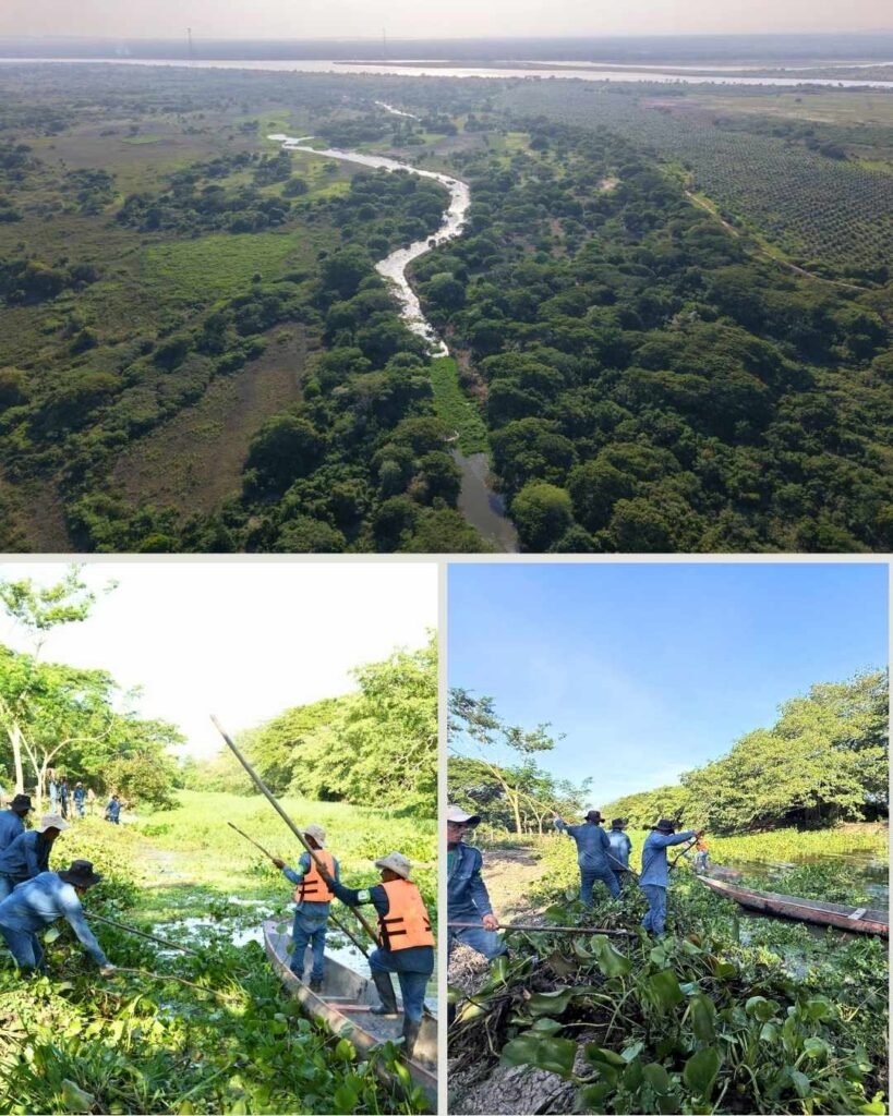 Corpamag realiza limpieza del Caño Ciego para recuperar el flujo natural del agua y beneficiar a las comunidades