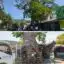 Alcaldía interviene el árbol de Bonga en el barrio 20 de Julio