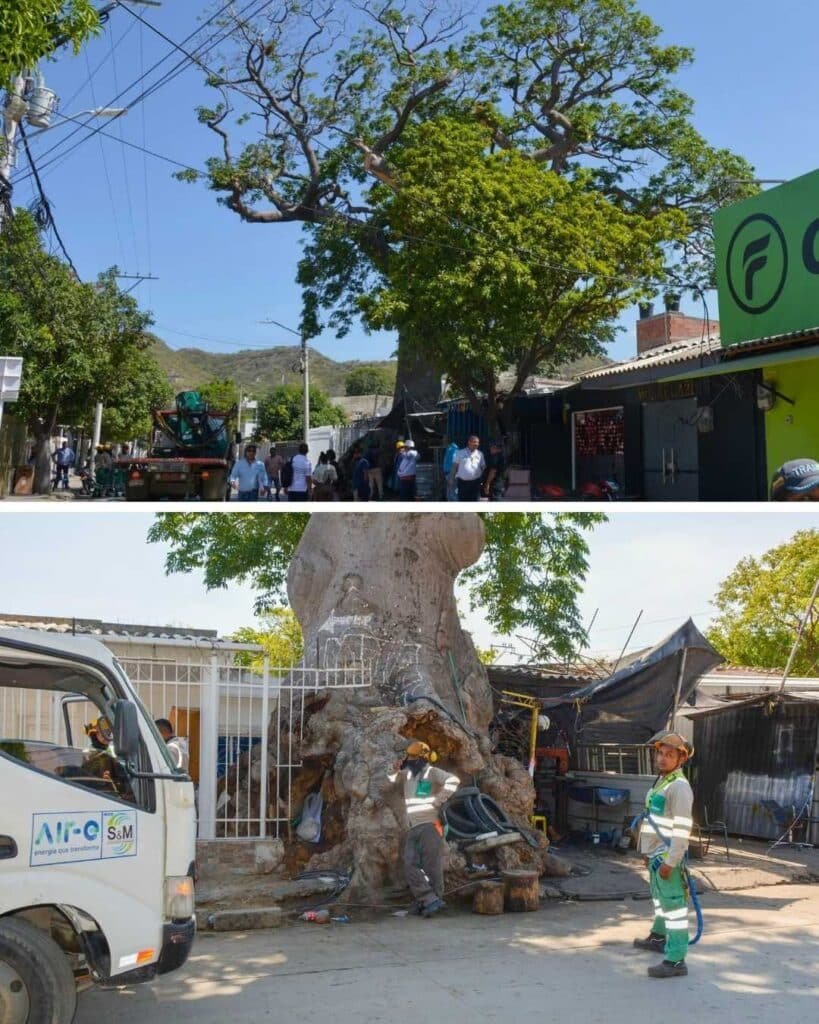Alcaldía interviene el árbol de Bonga en el barrio 20 de Julio