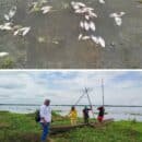 CORPAMAG realiza inspección ante nuevo reporte de mortandad de peces en la ciénaga de Tesca, Guamal