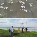 CORPAMAG realiza inspección ante nuevo reporte de mortandad de peces en la ciénaga de Tesca, Guamal