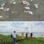 CORPAMAG realiza inspección ante nuevo reporte de mortandad de peces en la ciénaga de Tesca, Guamal