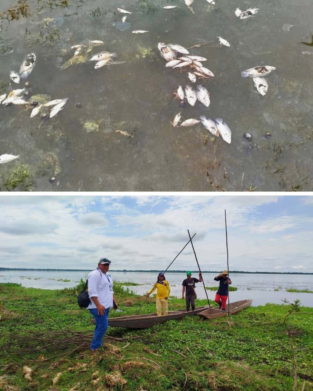 CORPAMAG realiza inspección ante nuevo reporte de mortandad de peces en la ciénaga de Tesca, Guamal