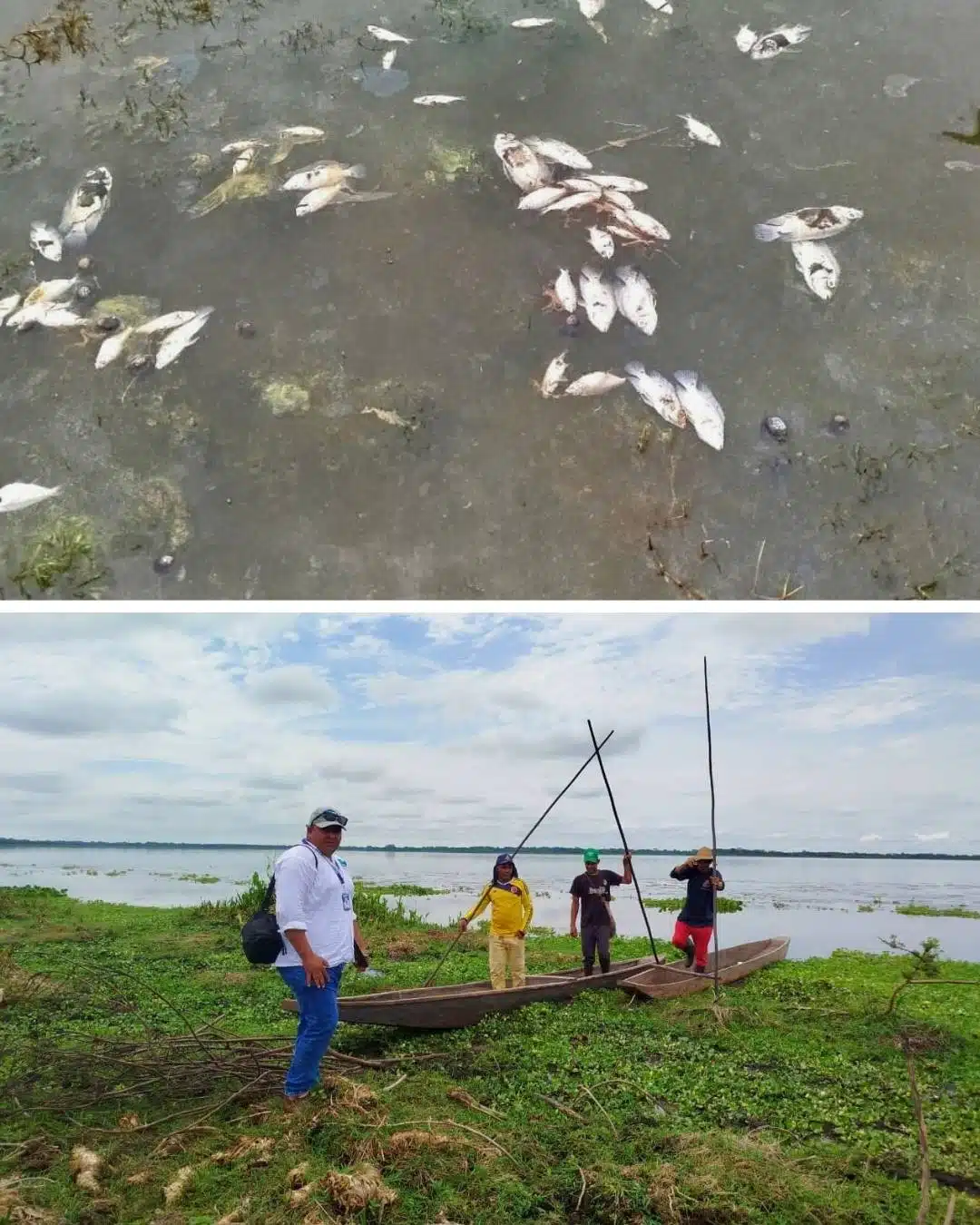 CORPAMAG realiza inspección ante nuevo reporte de mortandad de peces en la ciénaga de Tesca, Guamal