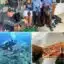 Corpamag, Parques Nacionales y la Fundación CIM Caribe unen esfuerzos para controlar el Pez León en el Parque Tayrona