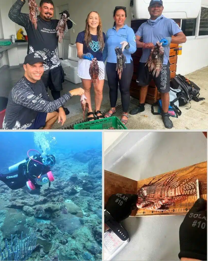 Corpamag, Parques Nacionales y la Fundación CIM Caribe unen esfuerzos para controlar el Pez León en el Parque Tayrona