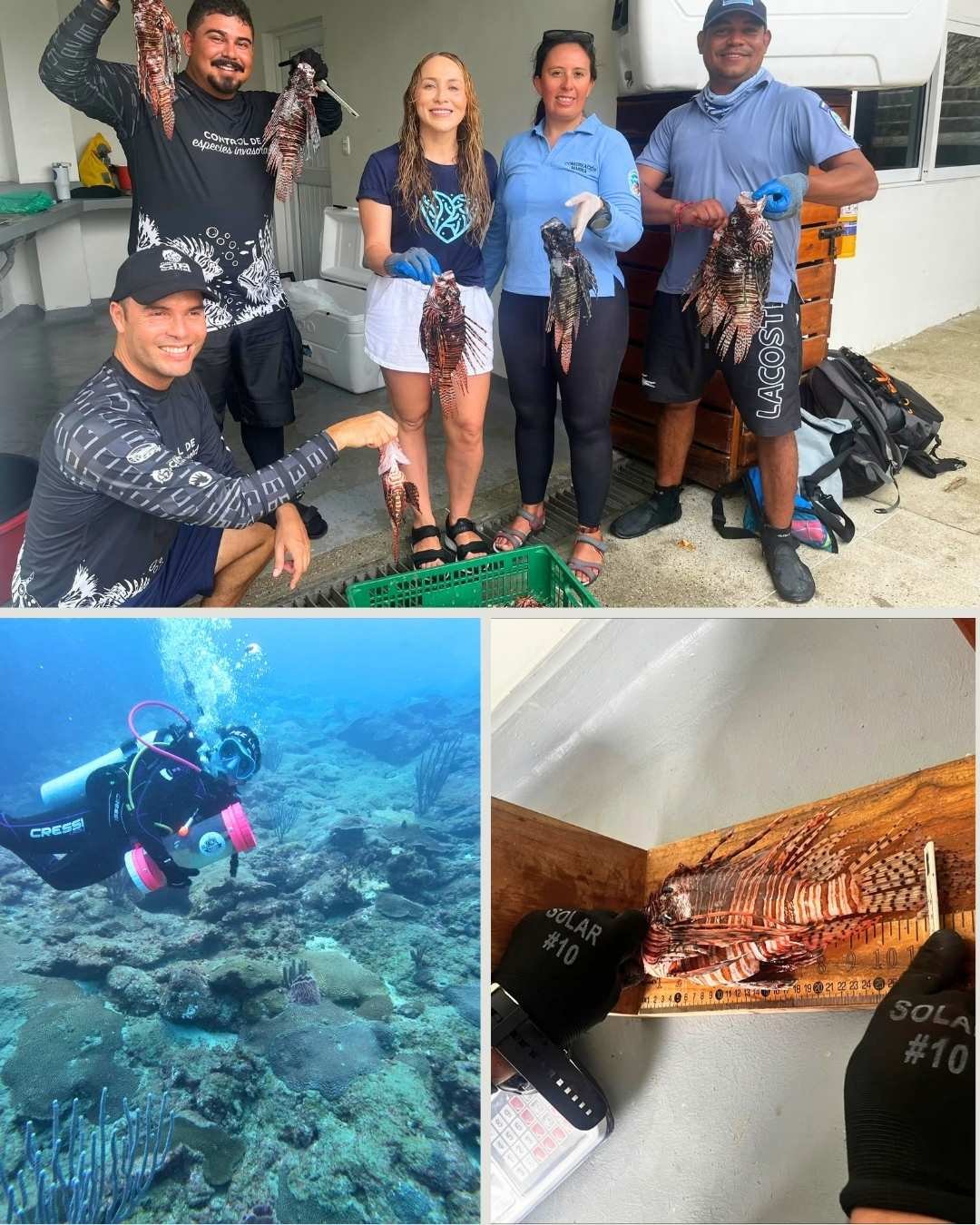 Corpamag, Parques Nacionales y la Fundación CIM Caribe unen esfuerzos para controlar el Pez León en el Parque Tayrona
